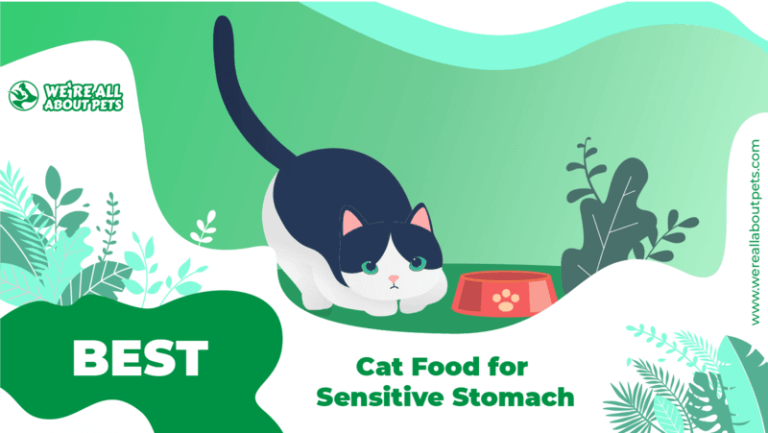 best cat food for sensitive stomach