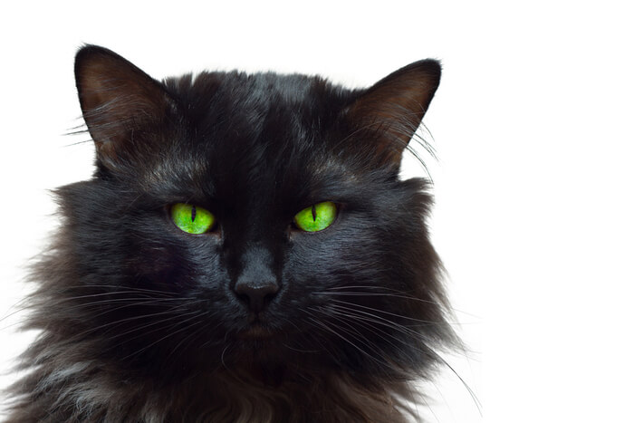175+ Names For Cats With Green Eyes We're All About Pets