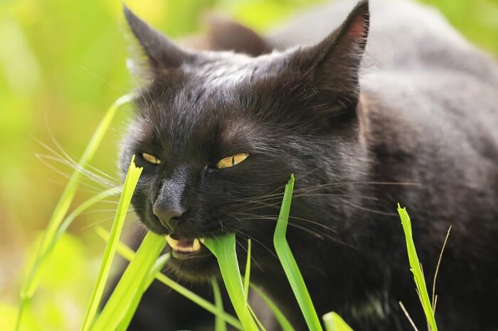 black-bombay-cat