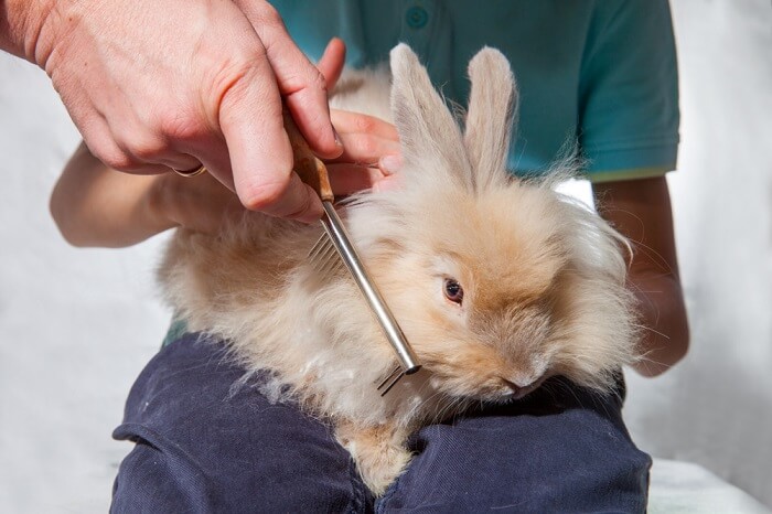 Rabbits need to be brushed on a regular basis to prevent mats and to get rid of excess fur.