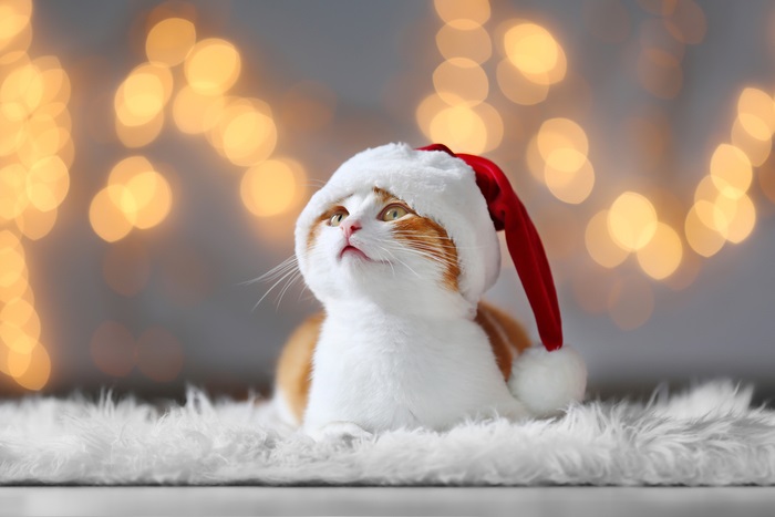 175 Cute Christmas Cat Names For Your Winter Kitten - We're All About Pets