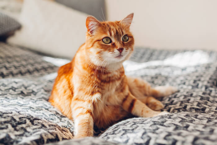175+ Most Popular Orange Cat Names For Ginger Cats - We're All About Pets