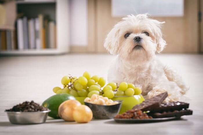 Can Dogs Eat Grapes? 2022 - We're All About Pets