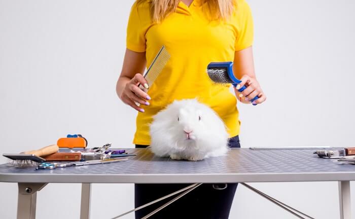 You may never need to bathe your rabbit, but there are several things that you will need to do on a regular basis to keep them well-groomed.