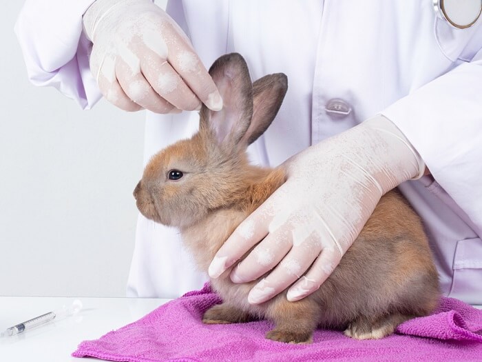 Fleas, ticks, mites and parasites can potentially damage your rabbit’s skin, in addition to making them very uncomfortable.