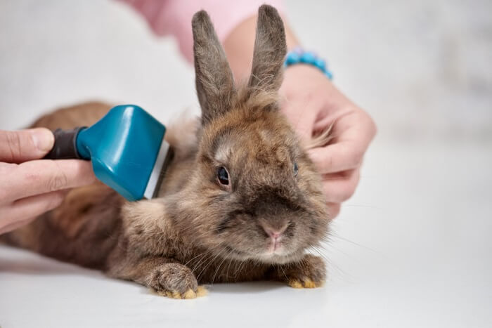 Most rabbit grooming essentials are not very complicated, and if done on a regular basis, they will save you a lot of difficulty in the long run.