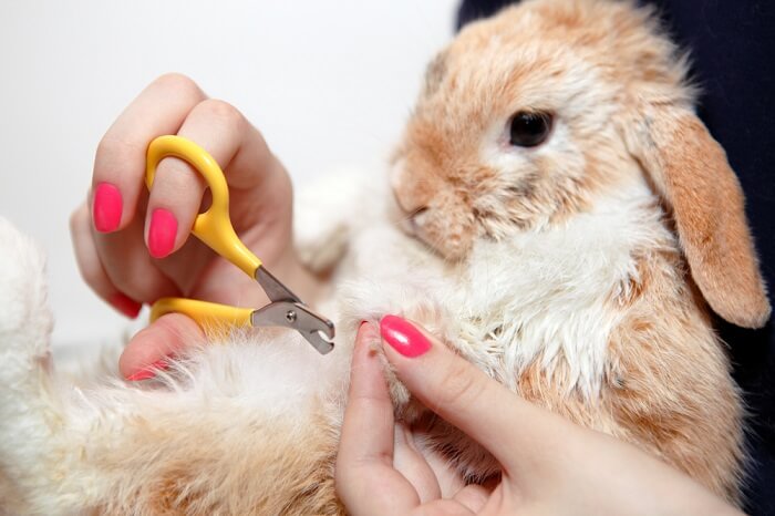 Check the length of your rabbit’s nails and trim them regularly so they remain at a comfortable length.
