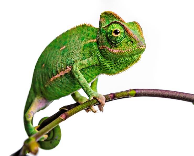 10 Reasons Why Chameleons Make Great Pets - We're All About Pets