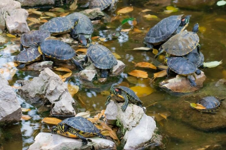 10 Reasons Why Pet Turtles Make Great Pets We're All About Pets