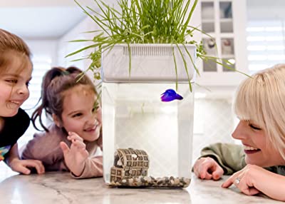 Back to the Roots Water Garden Deluxe Tank
