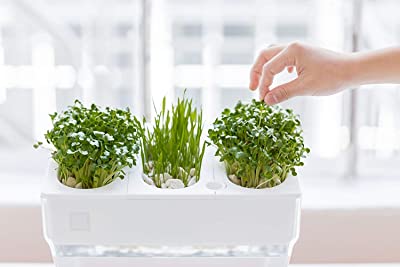 Back to the Roots Water Garden Deluxe Tank
