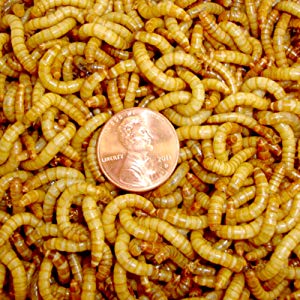 2100 Live Mealworms, Organically Grown By Bassett's Cricket Ranch