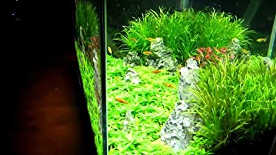 Finnex Ray2 LED Aquarium Light