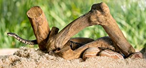 Galapagos Aspen Digs Natural Aspen Reptile Bedding