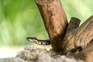Galapagos Aspen Digs Natural Aspen Reptile Bedding