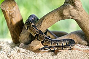 Galapagos Aspen Digs Natural Aspen Reptile Bedding