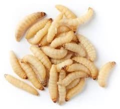 Galleria Mellonella Live Waxworms