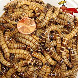 Gimminy Crickets & Worms Live Superworms