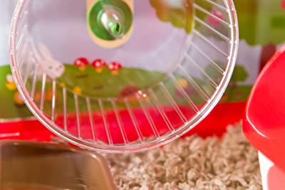 Iris Plastic and Wire Medium Hamster Cage
