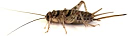Josh's Frogs 3/4