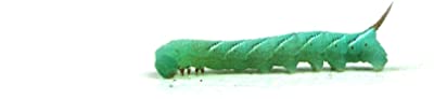 Josh’s Frogs Live Hornworms