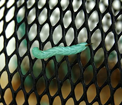 Josh’s Frogs Live Hornworms