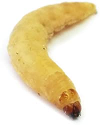 Josh's Frogs Waxworms