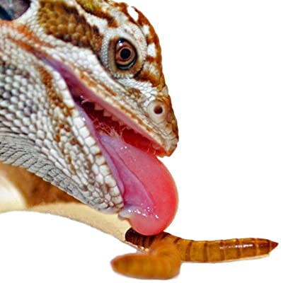 Predator Foods Bulk Live Mealworms
