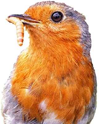 Predator Foods Bulk Live Mealworms