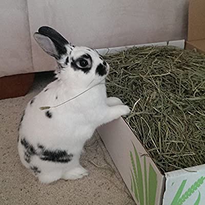 Small Pet Select 2nd Cutting Timothy Hay Pet Food