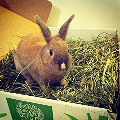 Small Pet Select 2nd Cutting Timothy Hay Pet Food