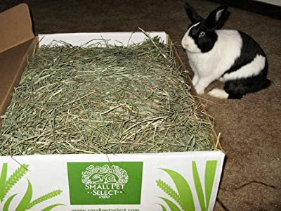 Small Pet Select 2nd Cutting Timothy Hay Pet Food
