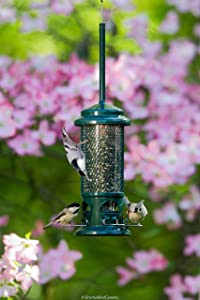Squirrel Buster Standard Squirrel-proof Bird Feeder w/4 Metal Perches