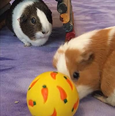 Wheeky Treat Ball Toy for Guinea Pigs