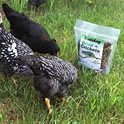 TradeKing Natural Dried Crickets