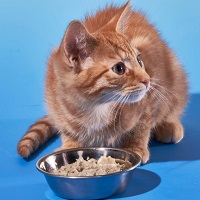 Smalls Simply Cooked Kibble