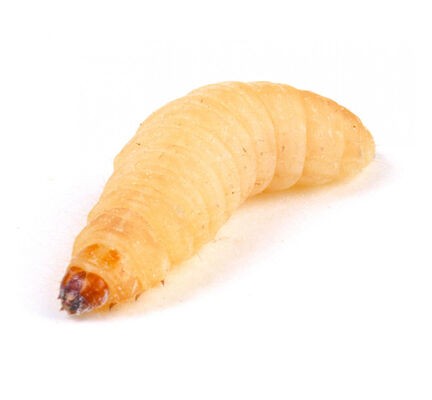 Galleria Mellonella Live Waxworms