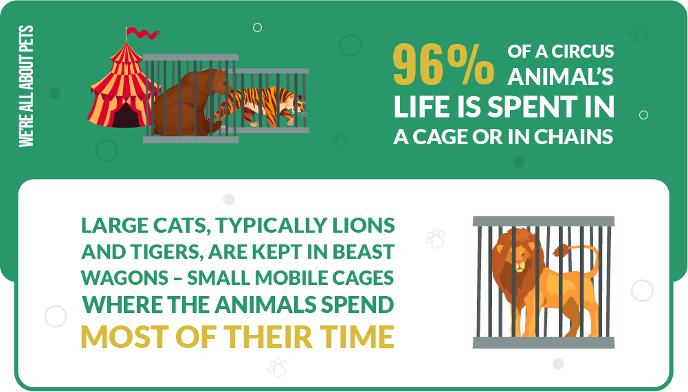 96% of a circus animal’s life is spent in a cage or in chains