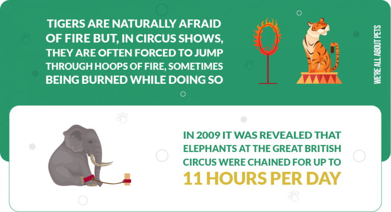 Circus Animal Abuse Statistics