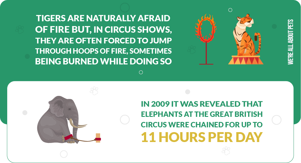 Tigers are naturally afraid of fire but, in circus shows, are often forced to jump through hoops of fire