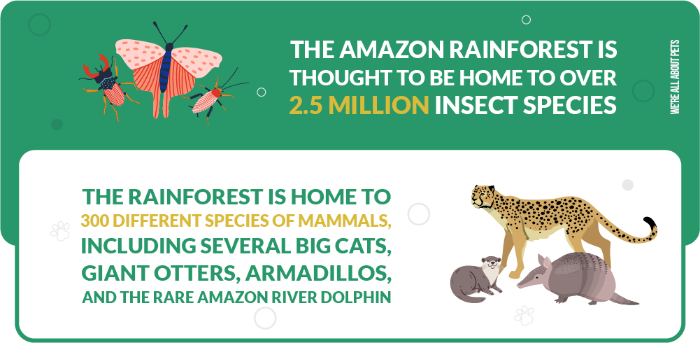 amazon rainforest is home to 2.5 mil insect species