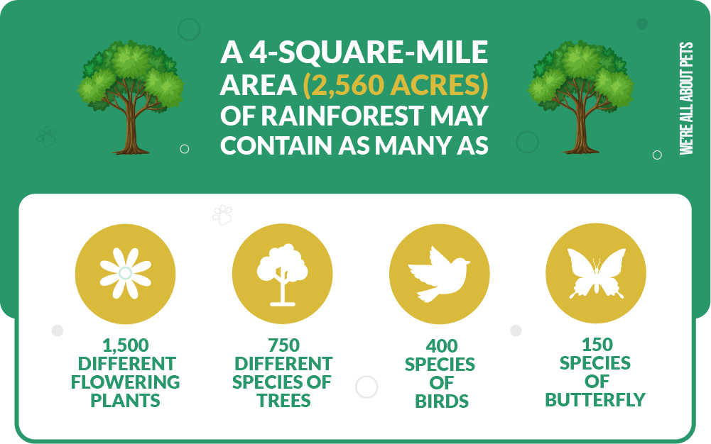 amazing forms of life you can find in the rainforest