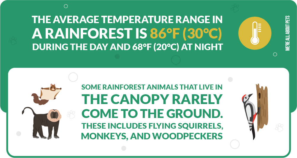 some rainforest animals that live in the canopy rarely come to the ground