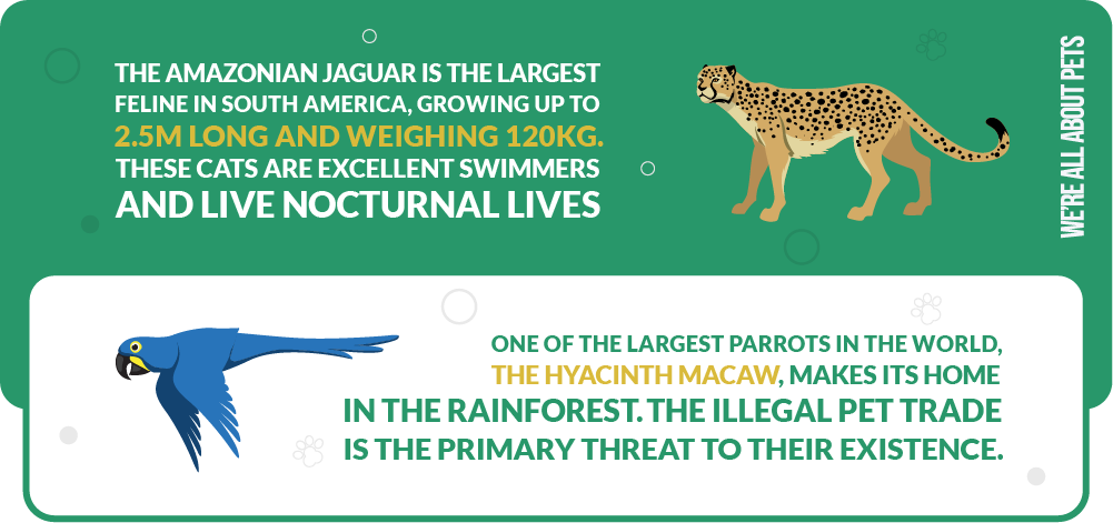 amazonian jaguar is the largest feline in south america