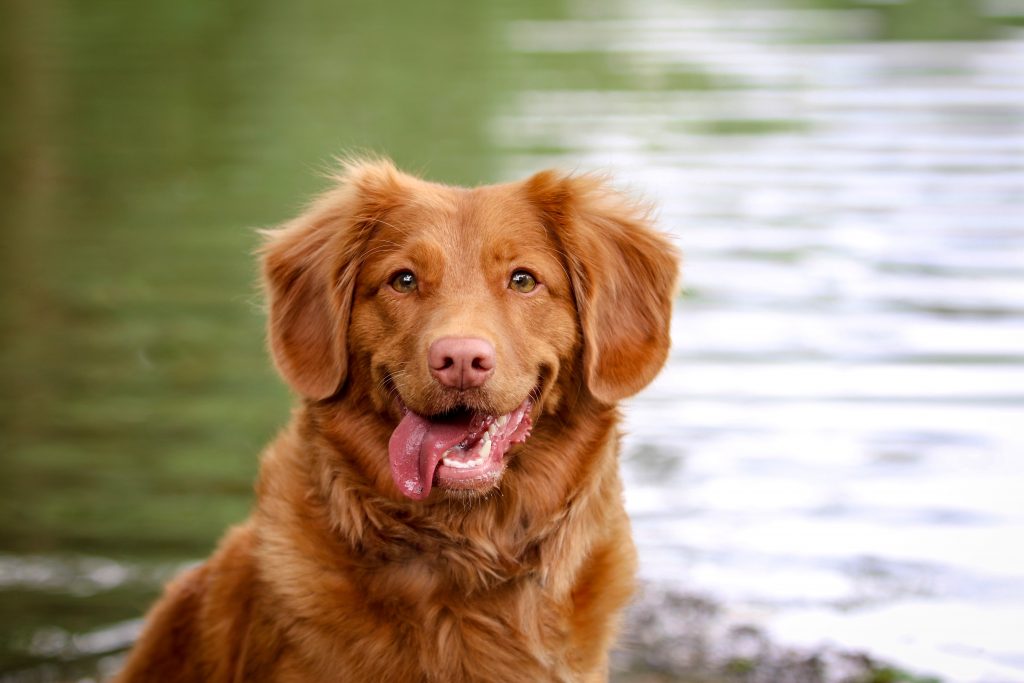 Dog Names