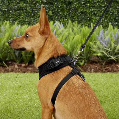 Puppia RiteFit Polyester Back Clip Dog Harness