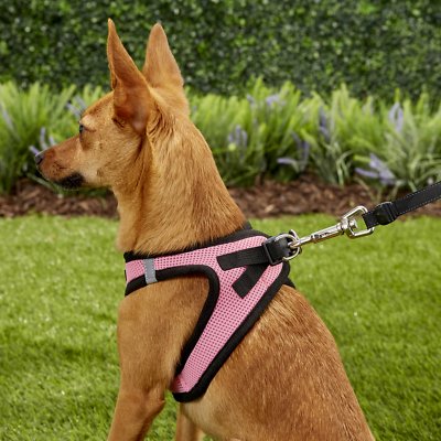 Best Pet Supplies Voyager Black Trim Mesh Dog Harness