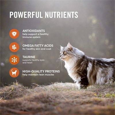 American Journey All Life Stages Turkey & Chicken Recipe Grain-Free Dry Cat Food