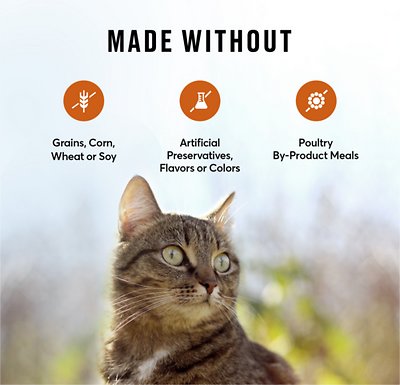 American Journey All Life Stages Turkey & Chicken Recipe Grain-Free Dry Cat Food