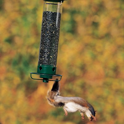 Droll Yankees Yankee Flipper Motorized Bird Feeder